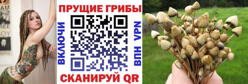 Галлюциногенные грибы Psilocybine cubensis  Купить закладки  Кандалакша 